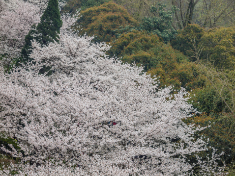 Wuhan, Hubei - March 23, 2014:  Beautiful Cherry blossom , white sakura flower in Wuhan University.