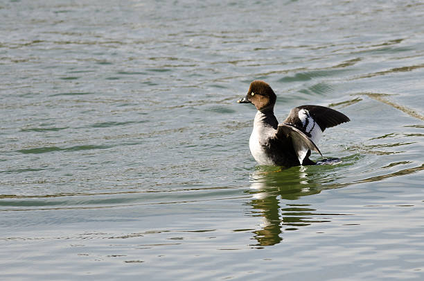 Female Common Goldeneye Stretching Its Wings on the Water Female Common Goldeneye Stretching Its Wings on the Water female goldeneye duck bucephala clangula swimming stock pictures, royalty-free photos & images
