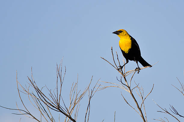 istock Yellow-Headed Blackbird Perched on a Bush 481790674