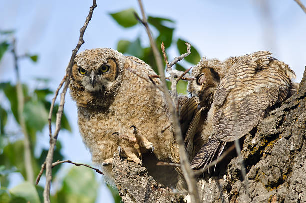 istock Young Owlet Peering in the Distance with Claw Extended 481790726