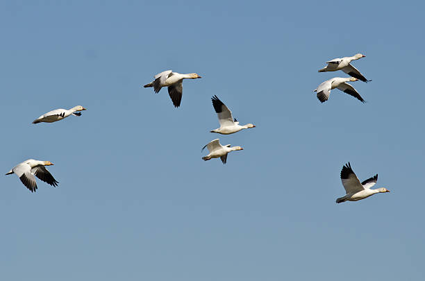 istock Flock of Snow Geese Flying in a Blue Sky 481790748