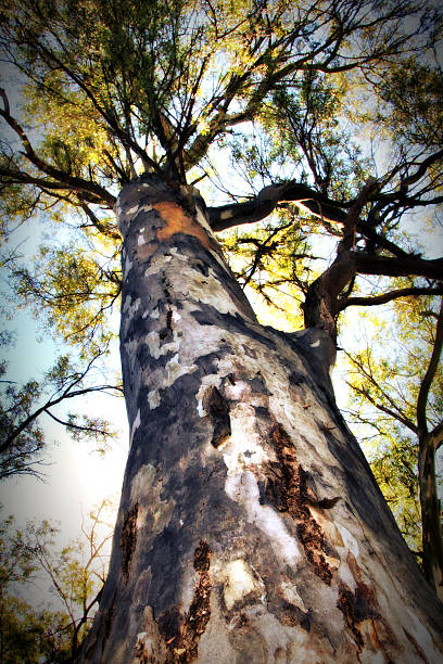 istock HD Picture of Large Leopard Tree 481790758