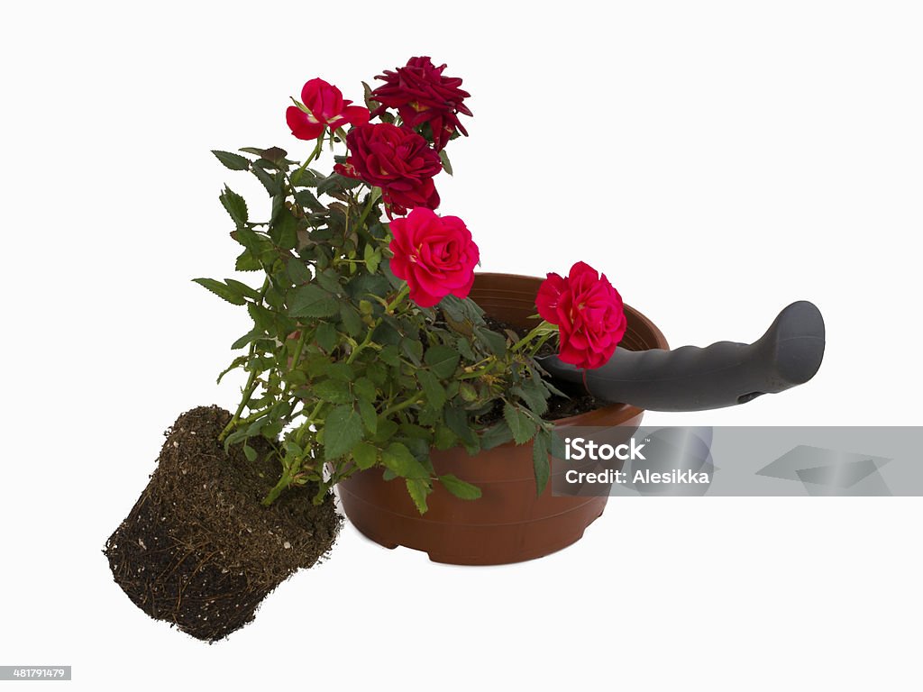 rose transplanted into another pot Can Stock Photo