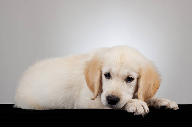 istock golden retriever puppy 481795997