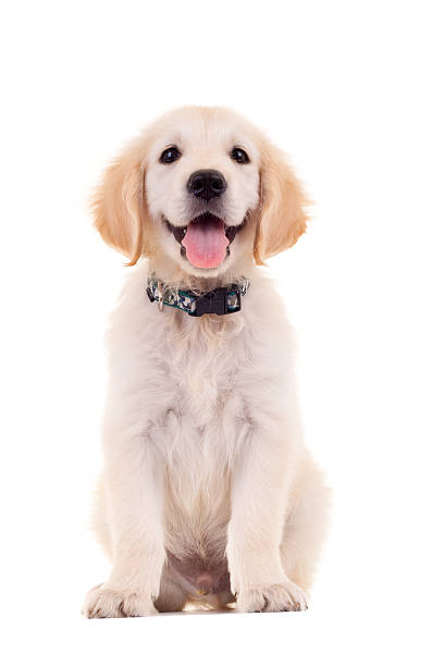 ゴールドラブラドールレトリバー子犬 - ゴールデンレトリバー ストックフォトと画像
