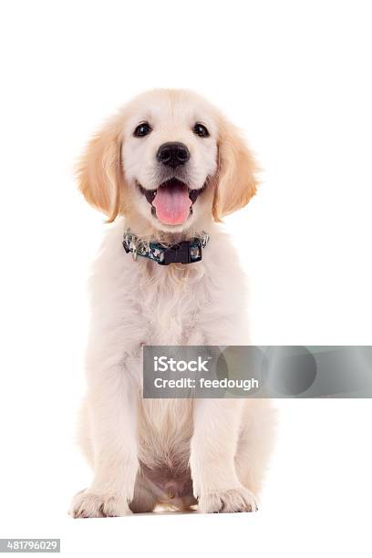 Golden Labrador Retriever Puppy Stock Photo - Download Image Now - Puppy, Dog, White Background