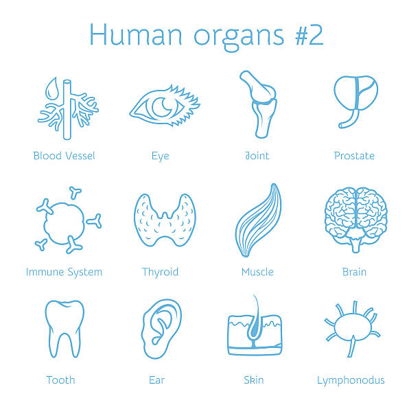 ilustrações de stock, clip art, desenhos animados e ícones de vector conjunto de ícones de contorno com órgãos humanos - human muscle illustrations
