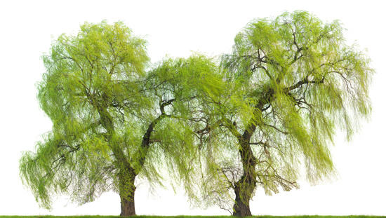 Weeping willow trees (Salix babylonica) in spring isolated on white.