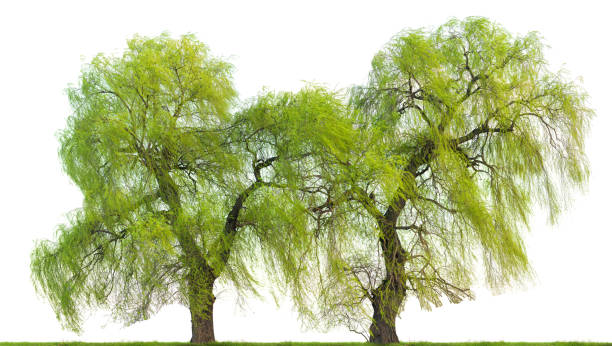 ива вавилонская деревьев (salix babylonica) весной изолирован на белом. - willow tree weeping willow tree isolated стоковые фото и изображения