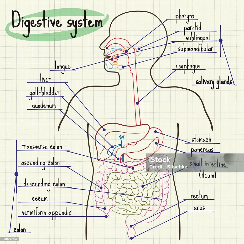 Digestive system of man vector illustration Digestive system of man Esophagus stock vector