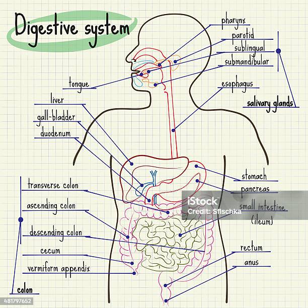 Digestive System Of Man Stock Illustration - Download Image Now - Esophagus, Multi Colored, 2015