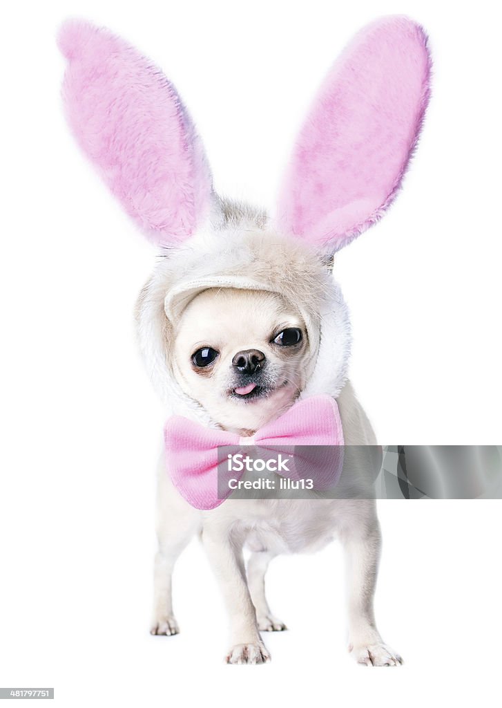 funny dog adorable dog with funny pink hare ears and bow tie isolated Cap - Hat Stock Photo