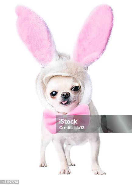Funny Dog Stock Photo - Download Image Now - Cap - Hat, Cut Out, Dog