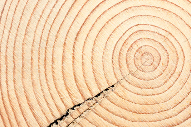 istock Cross cut of a timber beam 481797803