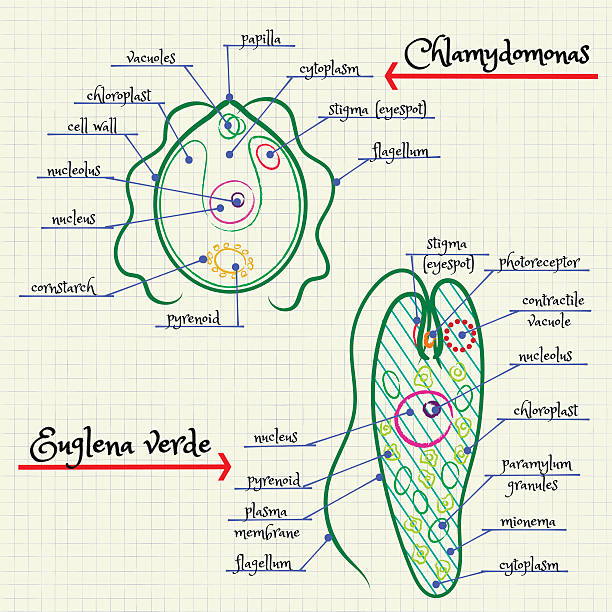 the structure of Chlamydomonas and Euglena Vector drawing of the structure of Chlamydomonas and Euglena chlamydomonas stock illustrations