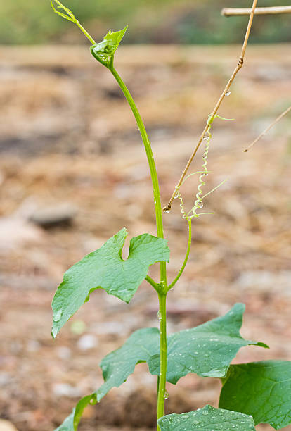 istock Planting of zucchini 481800385