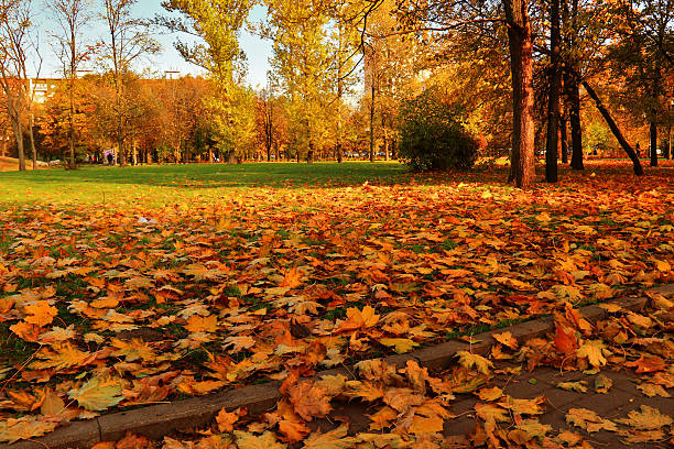 istock Road covered with fallen leaves in city park 481801060