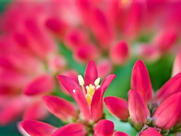 Macro photo of a crassula falcata flower. Bright pink blooms with yellow stamens form a gorgeous red ball in mid-summer.