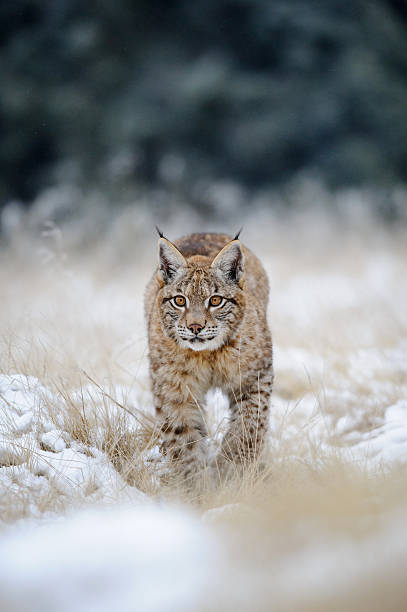 istock Eurasian lynx cub on snowy ground 481801884