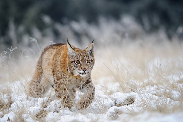 istock Eurasian lynx cub walking on snow with high yellow grass 481801892