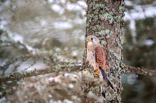 Common kestrel sitting in winter on coniferous tree with lichen. Snow cold freeze weather with raptor in forest
