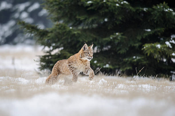 istock Running eurasian lynx cub on snowy ground 481802768