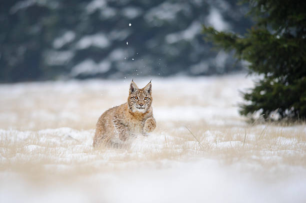 istock Running eurasian lynx cub on snowy ground in cold winter 481802772