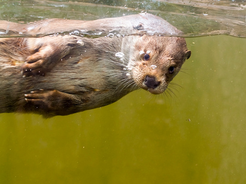 Young European otter (Lutra lutra lutra) is swimming