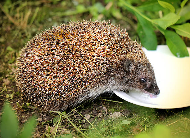 istock Photo funny hedgehog 481803114