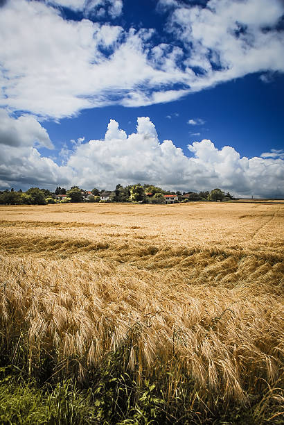 Wheat Field in France stock photo