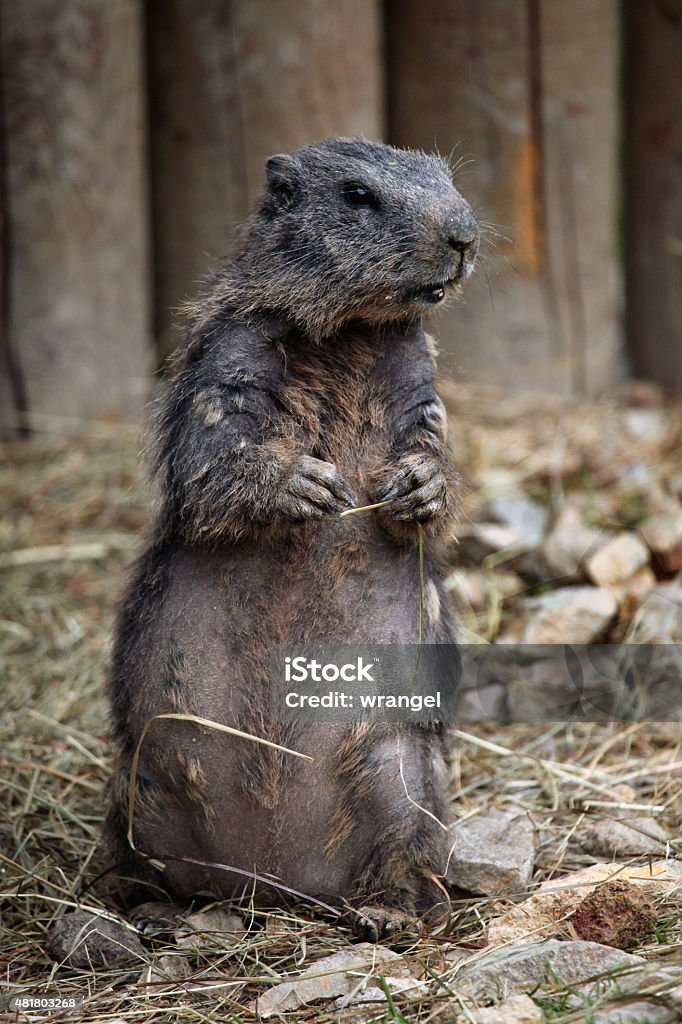 Alpine Marmot Stock Photo - Download Image Now - 2015, Alpine Marmot, Animal - iStock Alpine Marmot Stock Photo - Download Image Now - 2015, Alpine Marmot, Animal - iStock