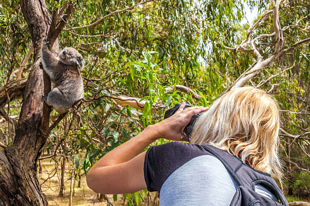 istock Wildlife Photographer 481803692