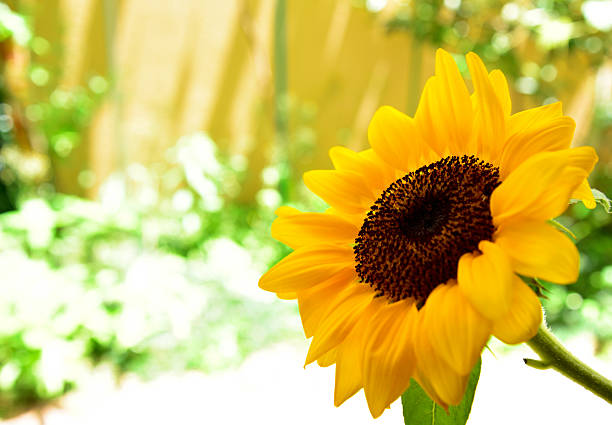 Hand gently holding a vibrant bouquet of yellow sunflowers with green leaves in a sunny garden, representing nature's beauty, growth, and the joy of gardening