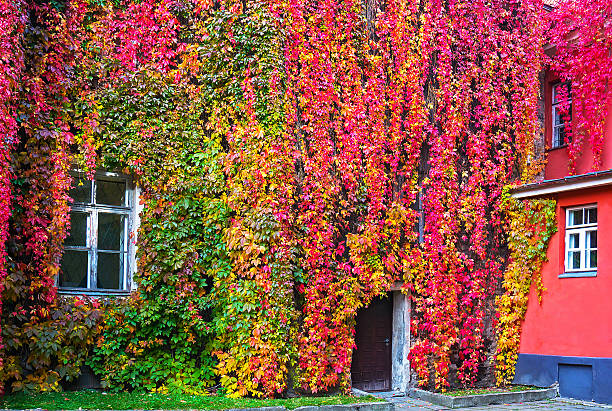 Parthenocissus with red and yellow autumn leaves