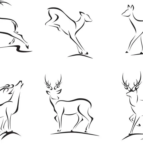 Vector illustration of Deer and Buck Sketches