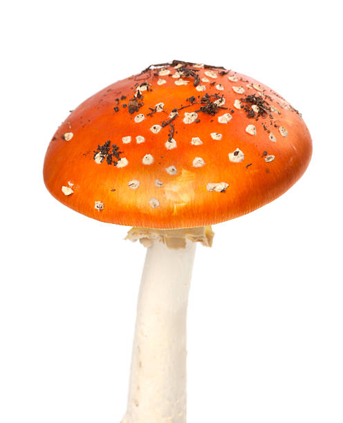 istock Red fly agaric mushroom with pieces of dirt 481807687
