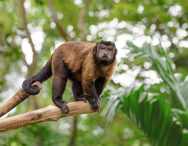 브라운 꼬리감는원숭이 in 열대 - 꼬리감는원숭이 뉴스 사진 이미지
