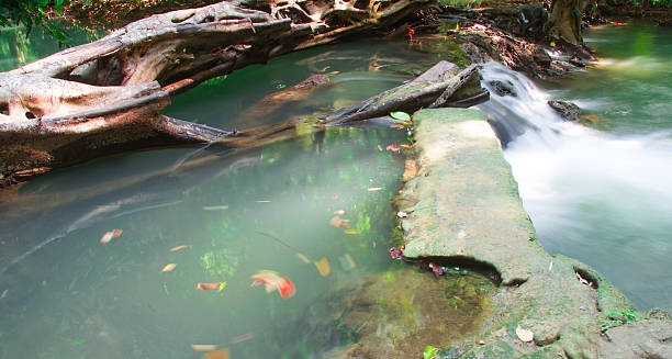 アンダマンタイの滝、屋外の写真 - waterfall erawan tropical rainforest tree ストックフォトと画像