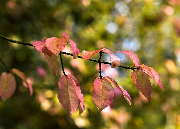 istock Pink leaves in the forest 481810802