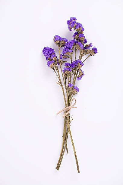 istock dried purple flower on white backgroud 481811572