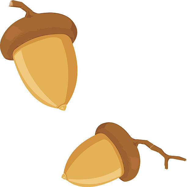 ilustraciones, imágenes clip art, dibujos animados e iconos de stock de bellota - acorn