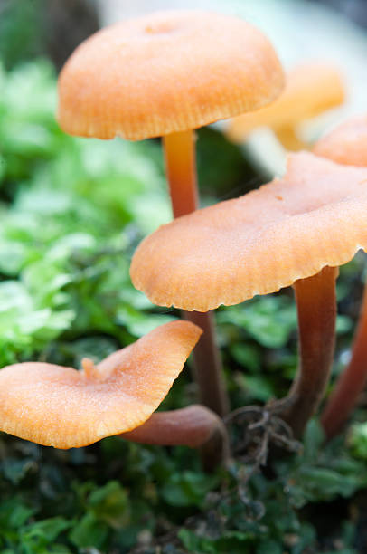 istock Flammulina velutipes mushrooms 481814000