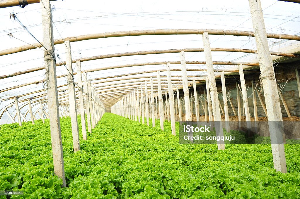 Vegetables in greenhouses 2015 Stock Photo