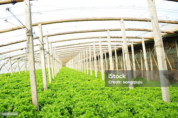 Vegetables In Greenhouses Stock Photo - Download Image Now - 2015, Agriculture, Architecture