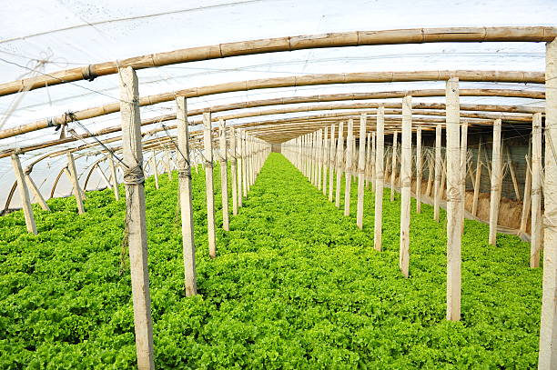 istock Vegetables in greenhouses 481814554