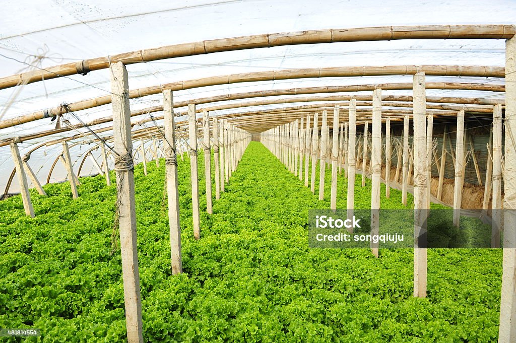 Legumes em estufas - Foto de stock de 2015 royalty-free
