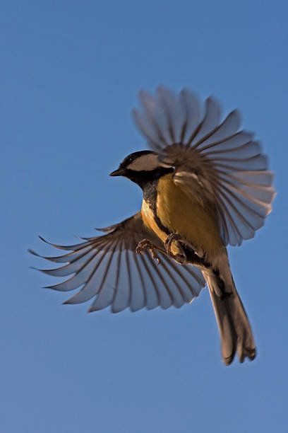 istock The flight of Great Tit 481814724