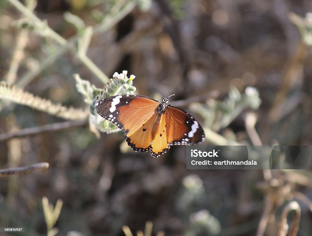 Papilio glaucus simples Monarca Africana - Foto de stock de 2000-2009 royalty-free