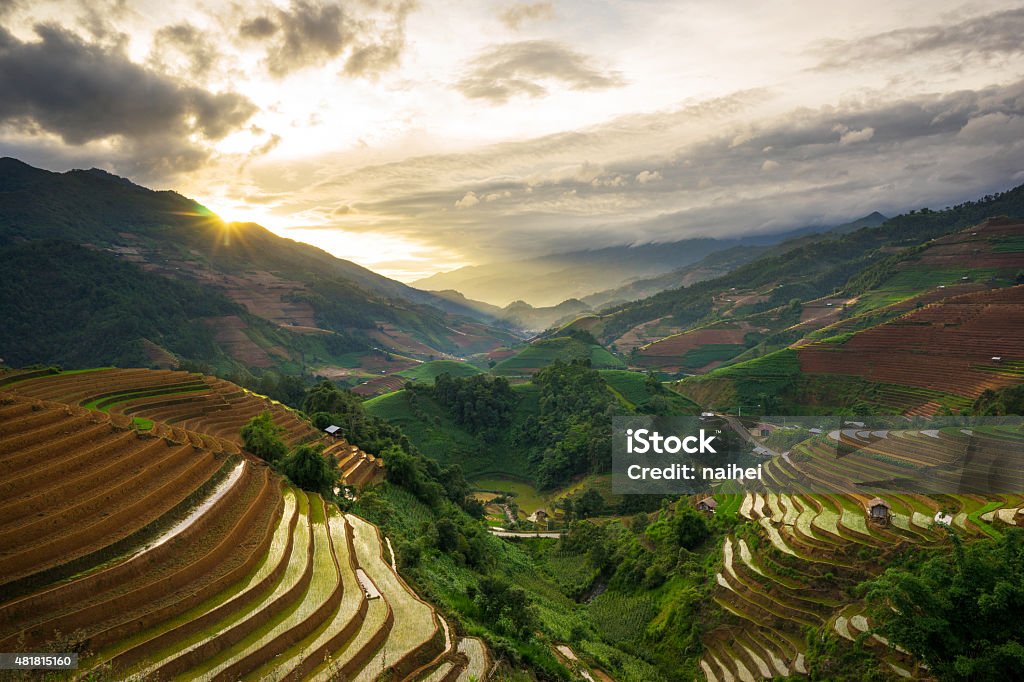 Rice fields on terraced in rainny season at Vietnam. Rice fields on terraced in rainny season at Mu Cang Chai, Yen Bai, Vietnam. Rice fields prepare for transplant at Northwest Vietnam Agricultural Field Stock Photo