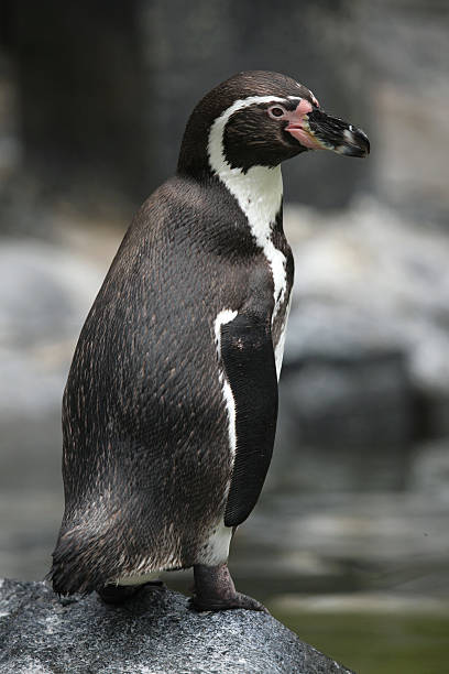 pinguino di humboldt (spheniscus humboldti). - sphenisciformes foto e immagini stock